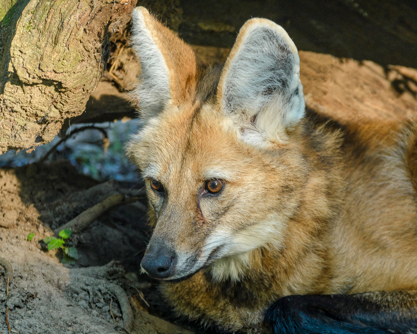 Mähnenwolf porträtiert.