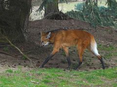 Mähnenwolf (Zoo Neuwied)