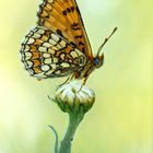 Mähwiesen-Scheckenfalter (Melitaea parthenoides)