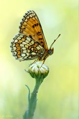 Mähwiesen-Scheckenfalter (Melitaea parthenoides)