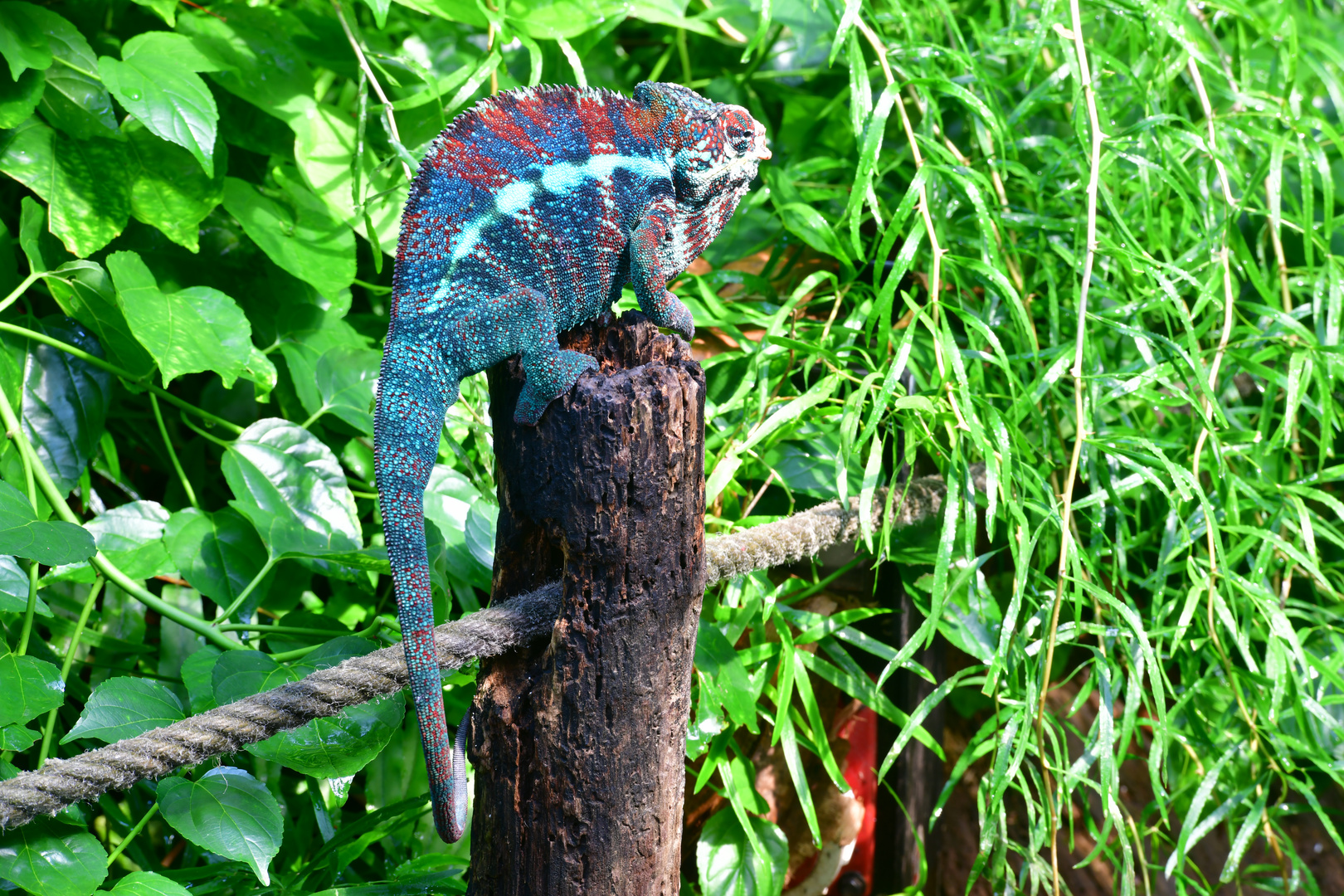 Mänchen eines Kameleons im Zoo Zürich