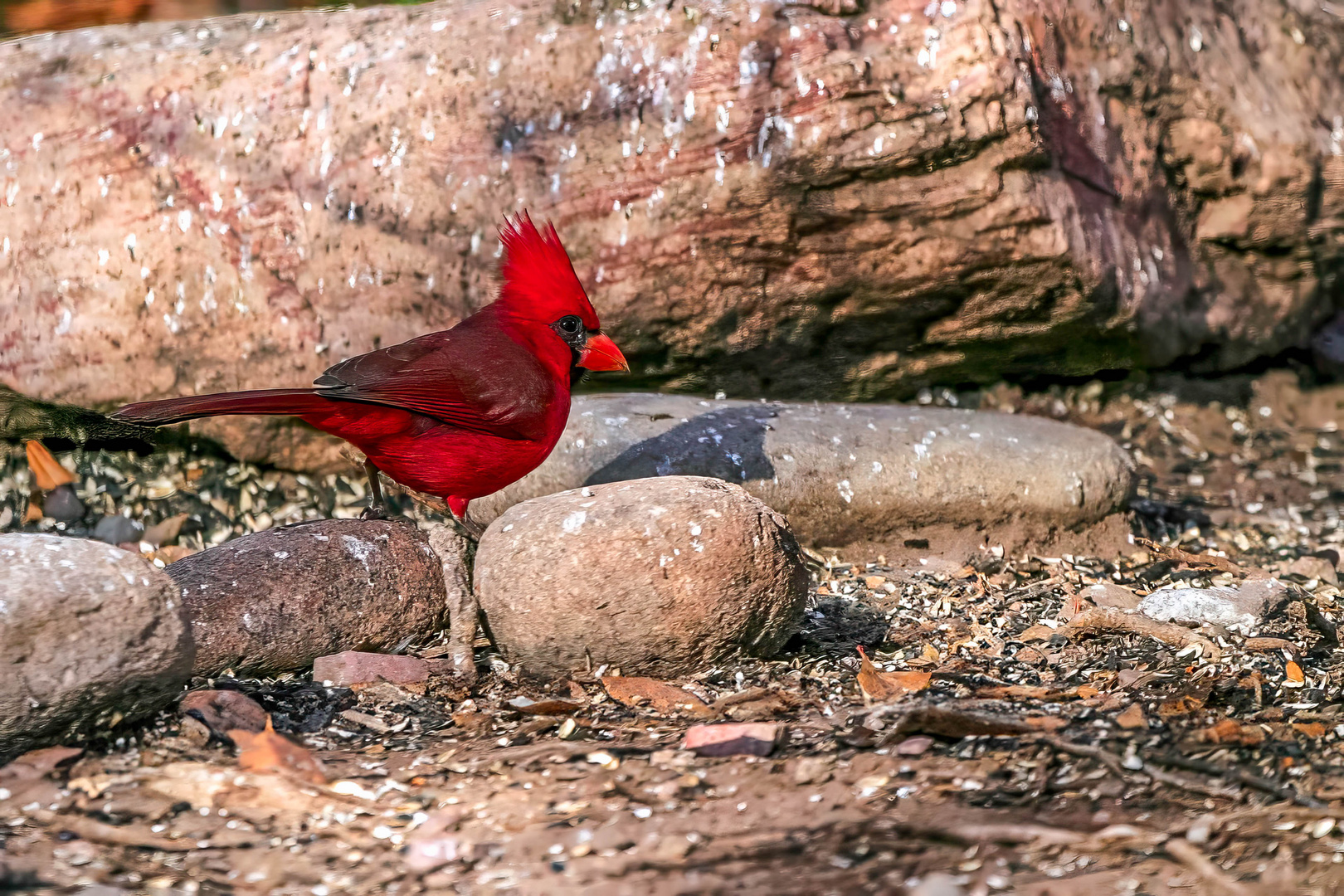 Mänlicher Rotkardinal / Male northern cardinal