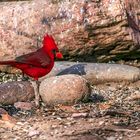 Mänlicher Rotkardinal / Male northern cardinal
