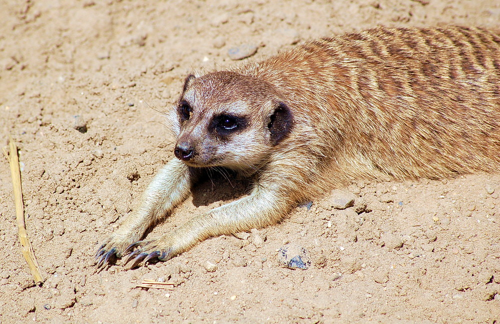 Männchen