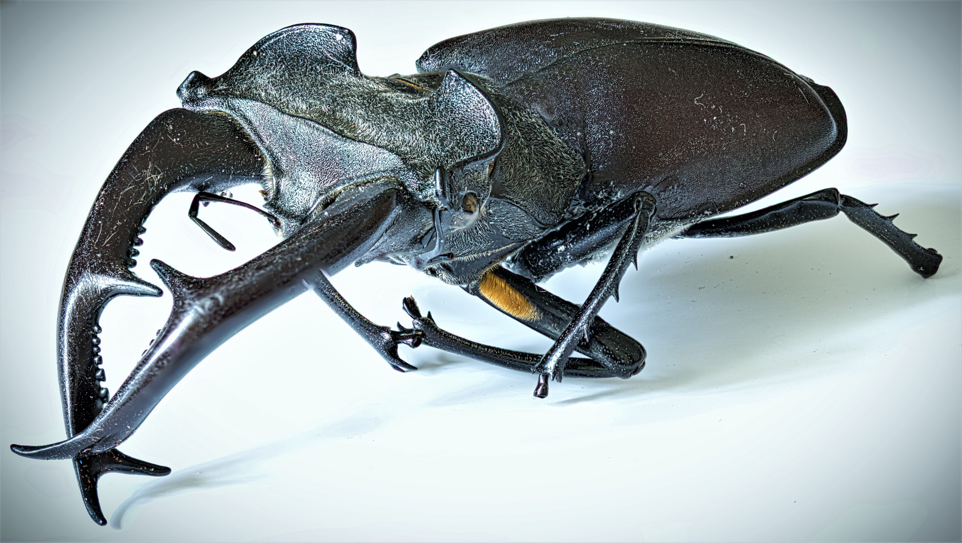 Männchen Foto & Bild tiere, tierdetails, insekten Bilder auf