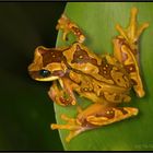 Männchen als Rucksack: Bromelien-Laubfrosch (Costa Rica)