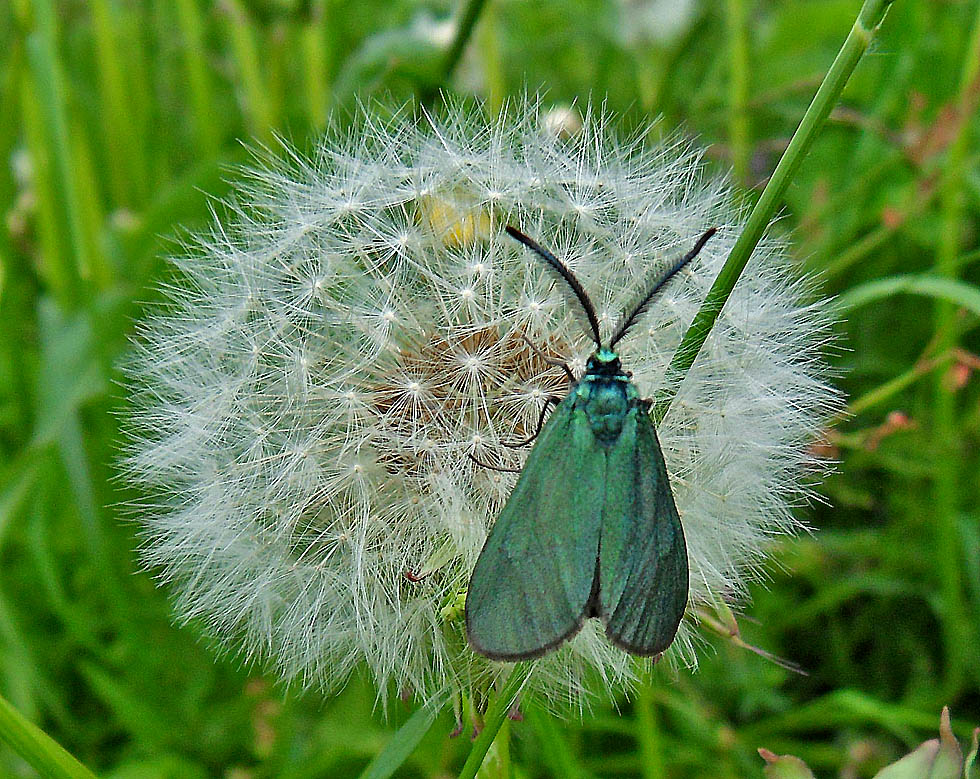 Männchen an Sauerampfer