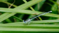 Männchen der blauen Federlibelle.