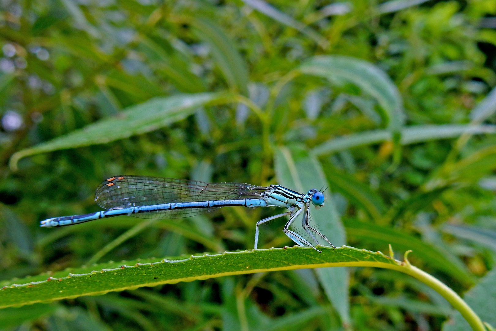 Männchen der blauen Federlibelle