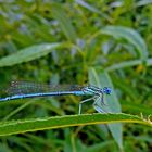 Männchen der blauen Federlibelle