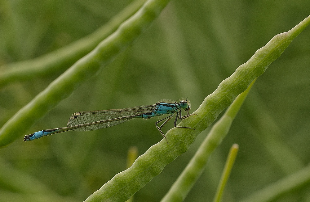 Männchen der Blauen Federlibelle