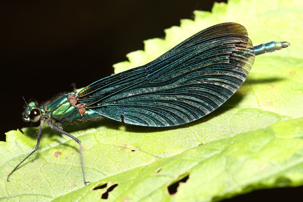 Männchen der Blauflügel-Prachtlibelle