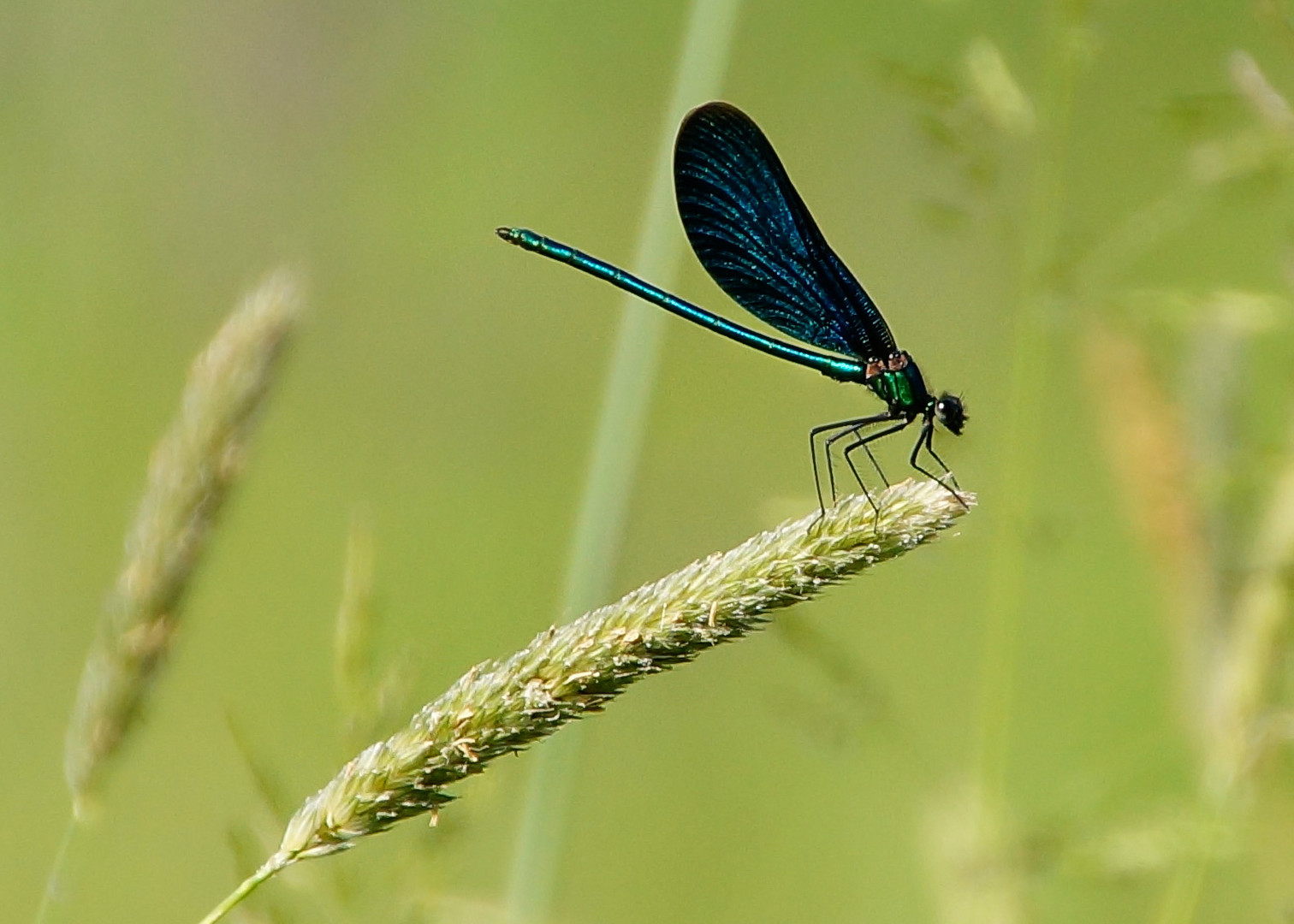 Männchen der Blauflügel-Prachtlibelle im Ansitz