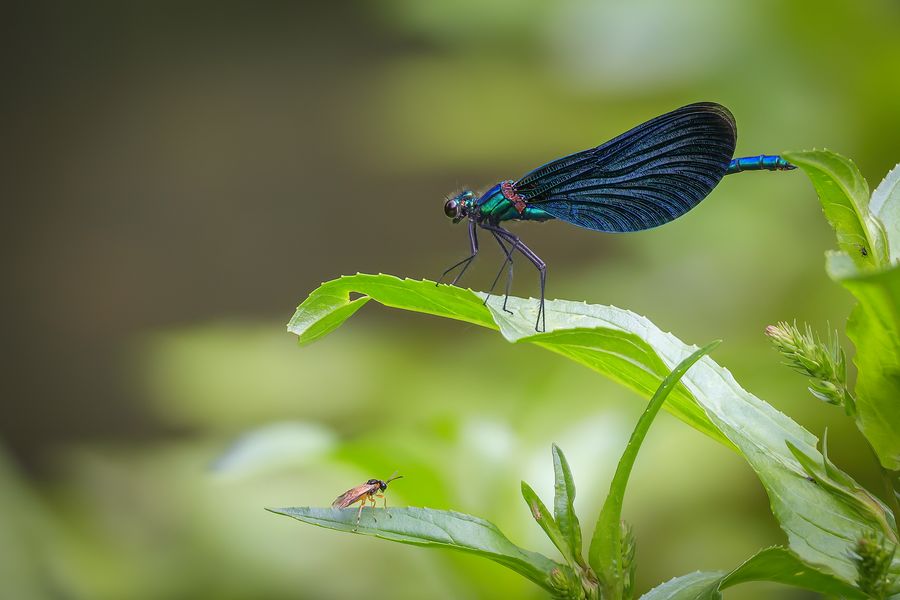 Männchen der Blauflügel-Prachtlibelle mit Untermieter