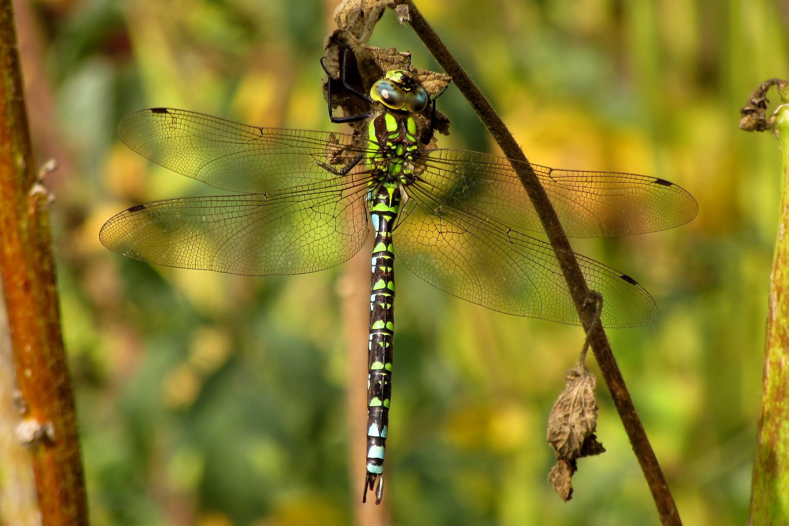 Männchen der Blaugrünen Mosaikjungfer (Aeshna cyanea) beim Bad in der Sonne