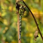 Männchen der Blaugrünen Mosaikjungfer (Aeshna cyanea) beim Bad in der Sonne