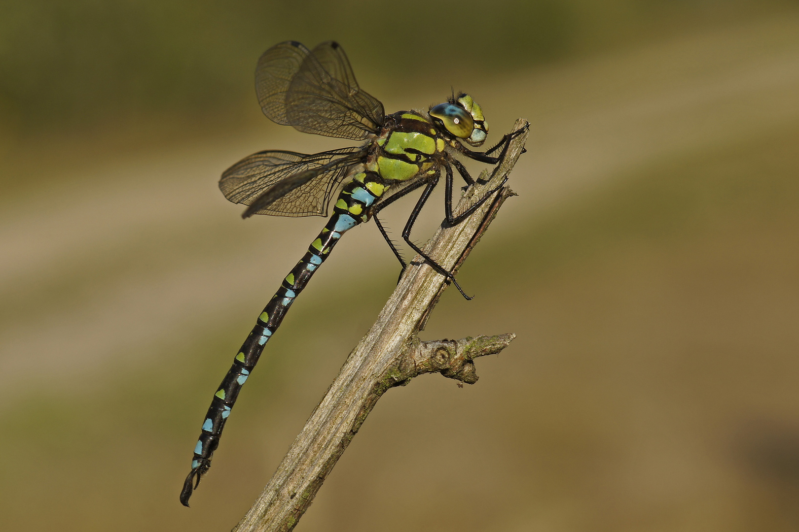 Männchen der Blaugrünen Mosaikjungfer (Aeshna cyanea)