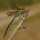 Männchen der Blaugrünen Mosaikjungfer (Aeshna cyanea)