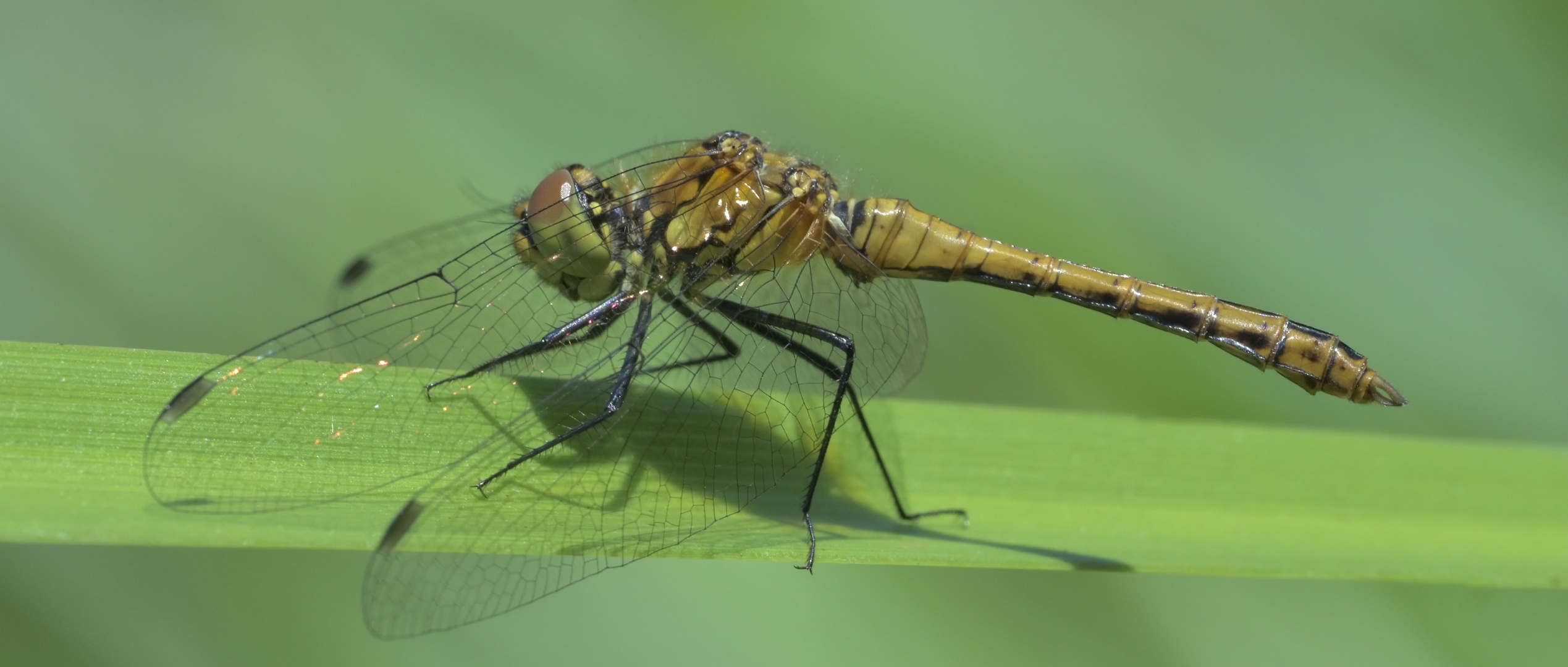 Männchen der Blutroten Heidelibelle