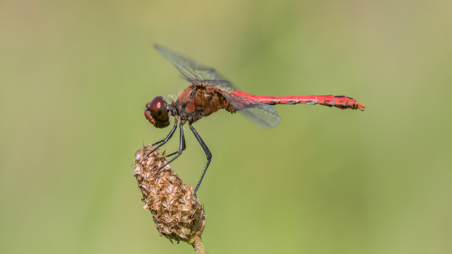 Männchen der Blutroten Heidelibelle