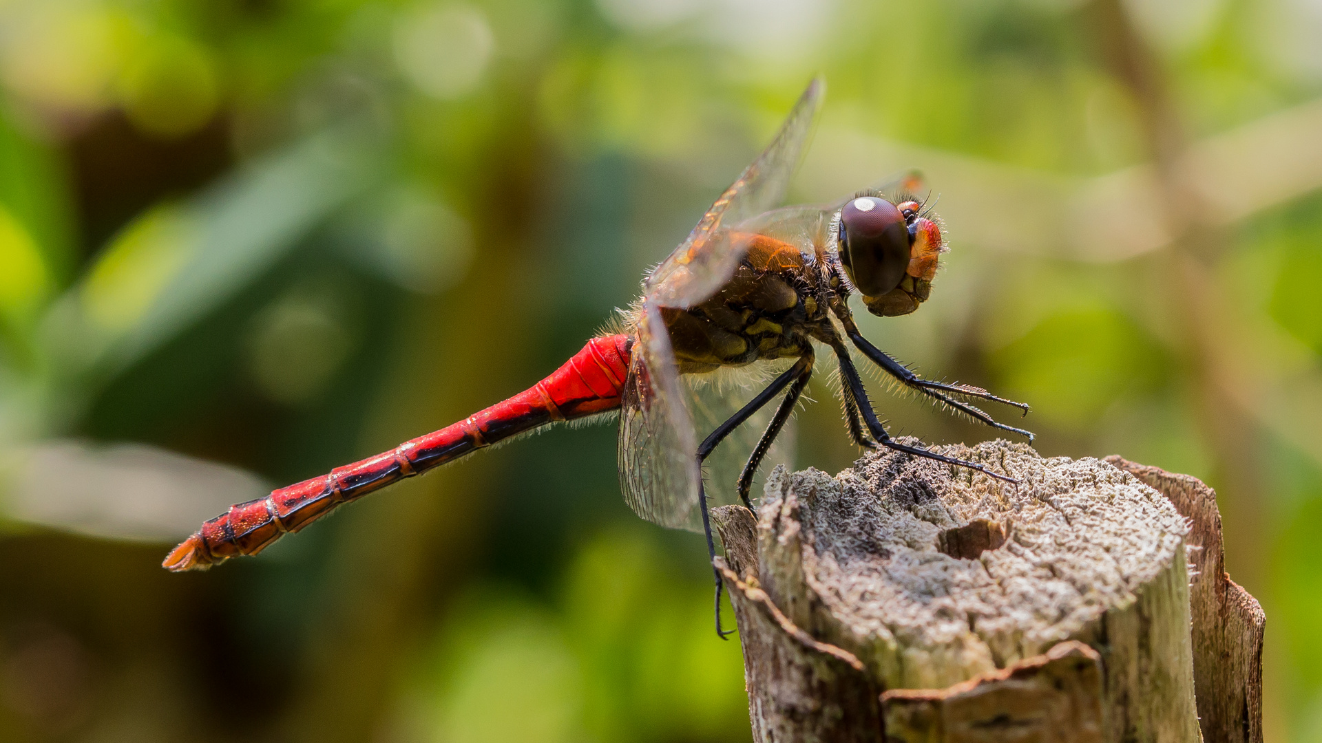 Männchen der Blutroten Heidelibelle (Sympetrum sanguineum)