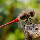 Männchen der Blutroten Heidelibelle (Sympetrum sanguineum)