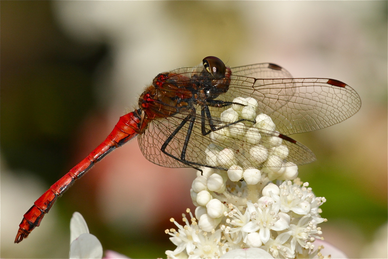 Männchen der Blutroten Heidelibelle (Sympetrum sanguineum)