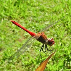 Männchen der Blutroten Heidelibelle (Sympetrum sanguineum)