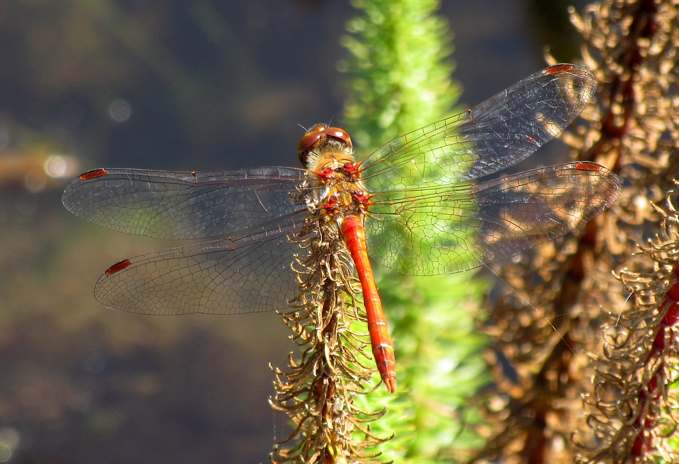 Männchen der Blutroten Heidelibelle  (Sympetrum sanguineum)