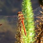 Männchen der Blutroten Heidelibelle  (Sympetrum sanguineum)