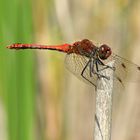 Männchen der Blutroten Heidelibelle (Sympetrum sanguineum)