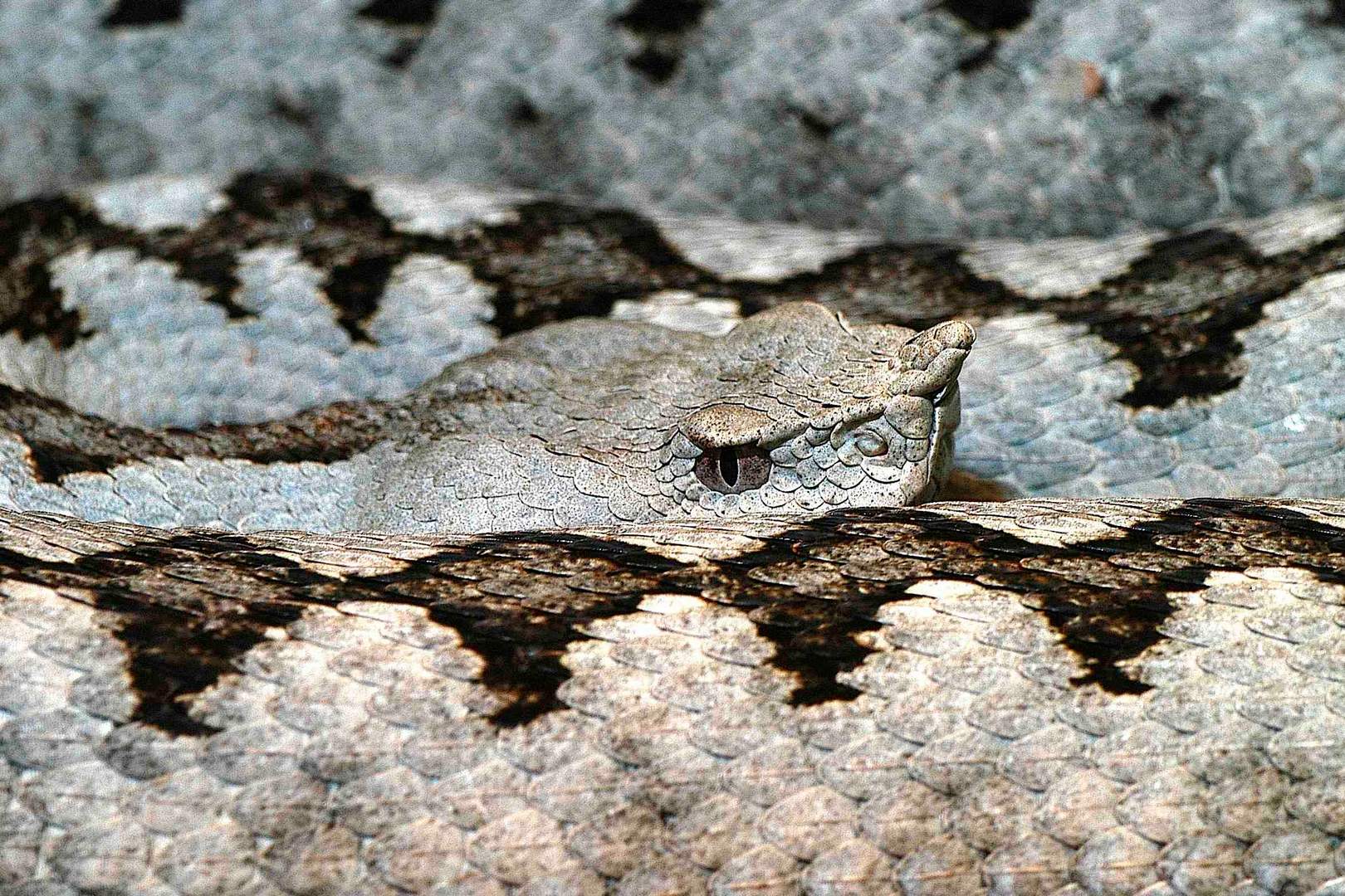 Männchen der Bozener Hornotte (Rh. ammodytes ruffoi)