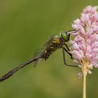 Männchen der Falkenlibelle (Cordulia anea)