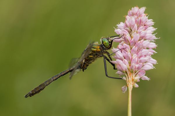 Männchen der Falkenlibelle (Cordulia anea)