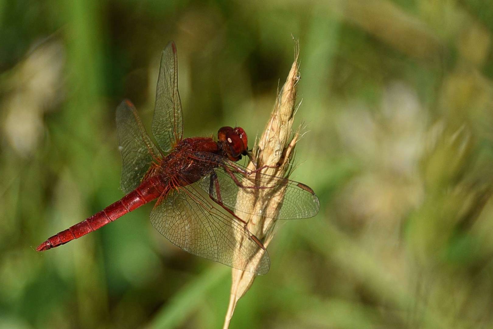  Männchen der Feuerlibelle