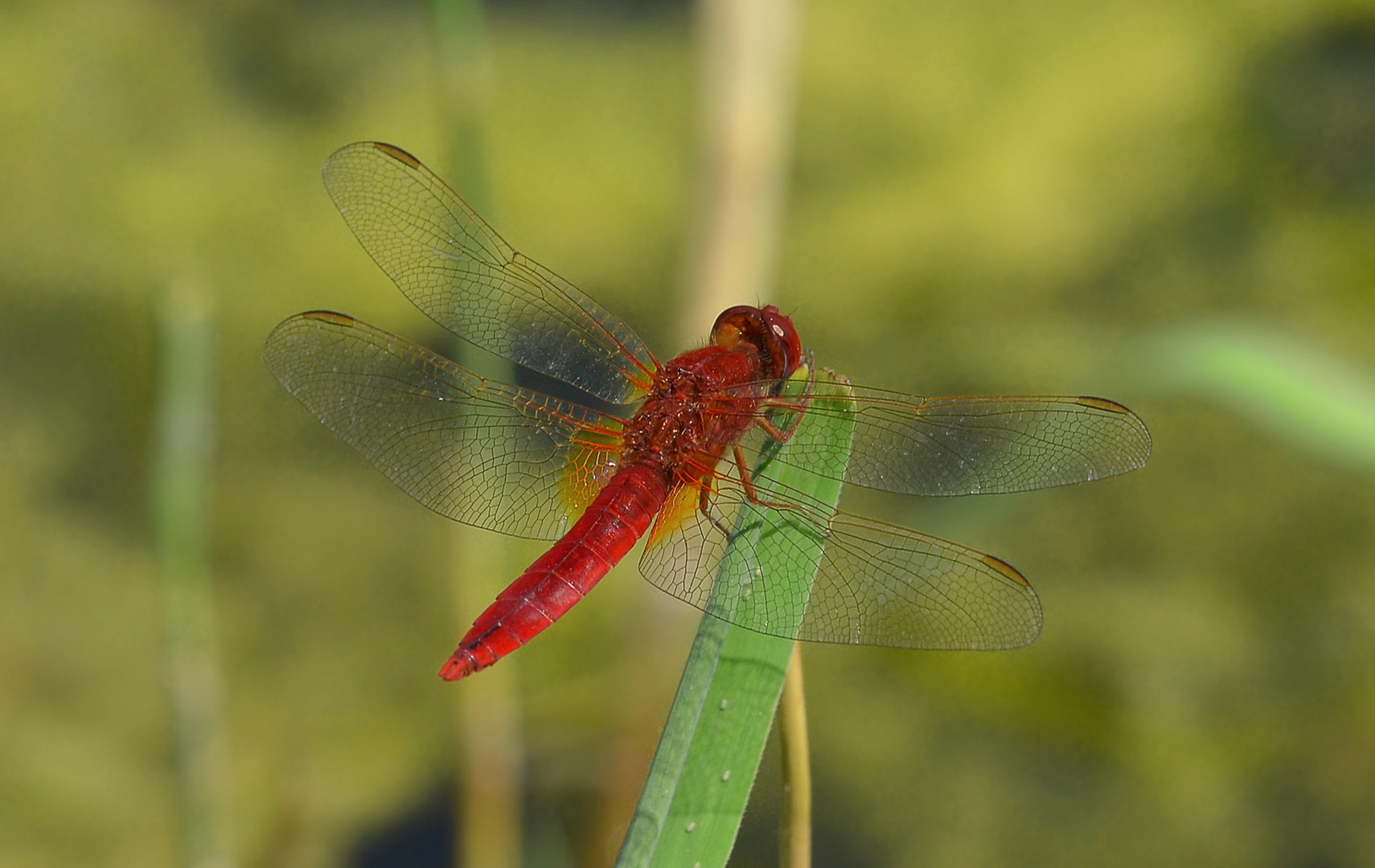 Männchen der Feuerlibelle