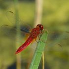 Männchen der Feuerlibelle