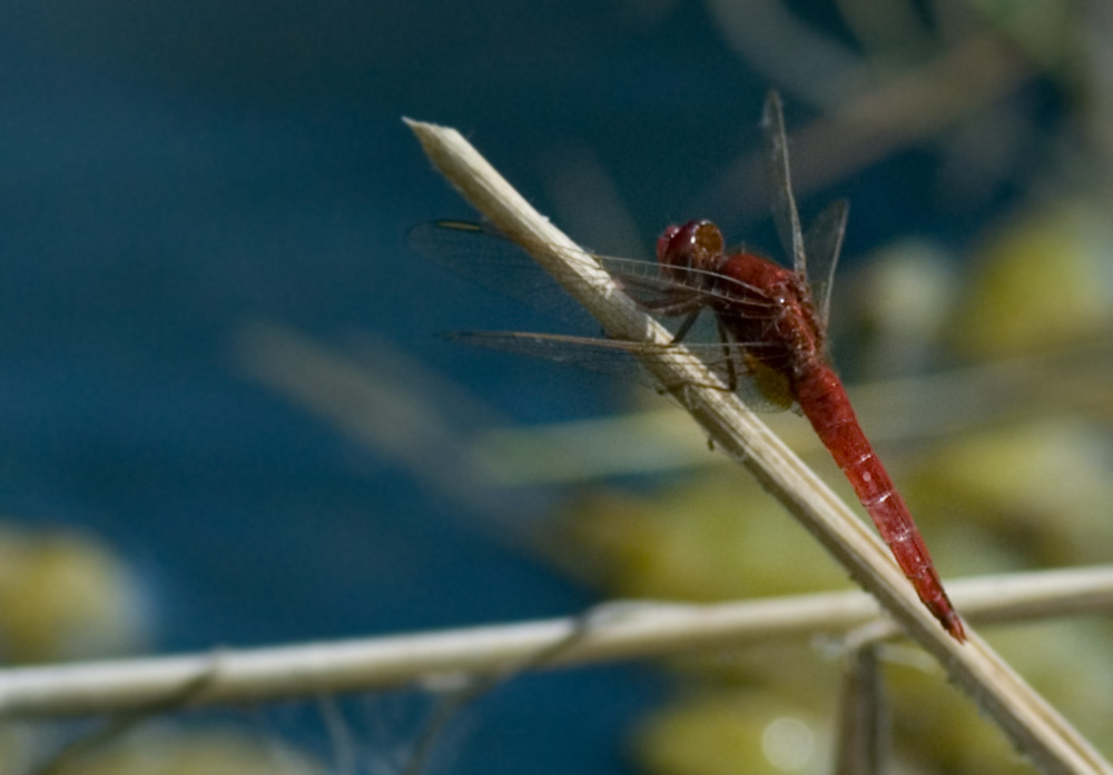 Männchen der Feuerlibelle (Crocothemis erythraea)