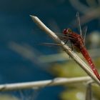 Männchen der Feuerlibelle (Crocothemis erythraea)