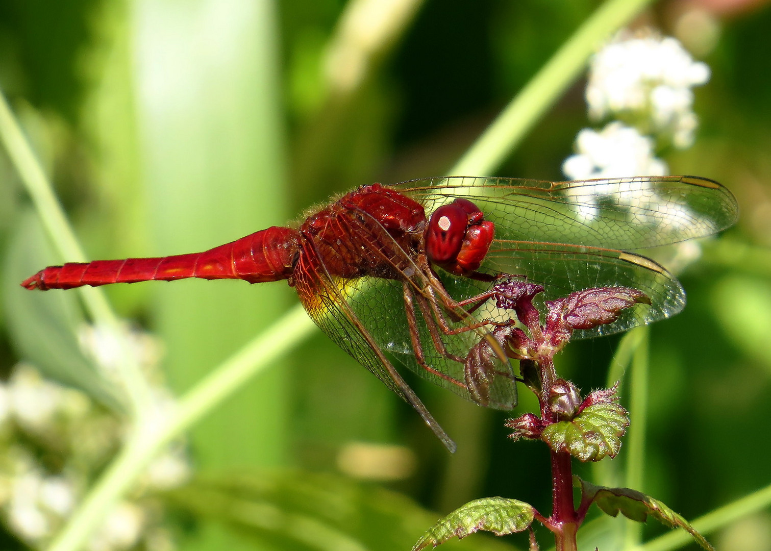 Männchen der Feuerlibelle  (Crocothemis erythraea)