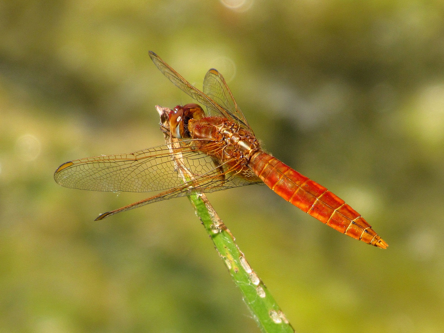 Männchen der Feuerlibelle (Crocothemis erythraea)