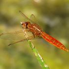 Männchen der Feuerlibelle (Crocothemis erythraea)