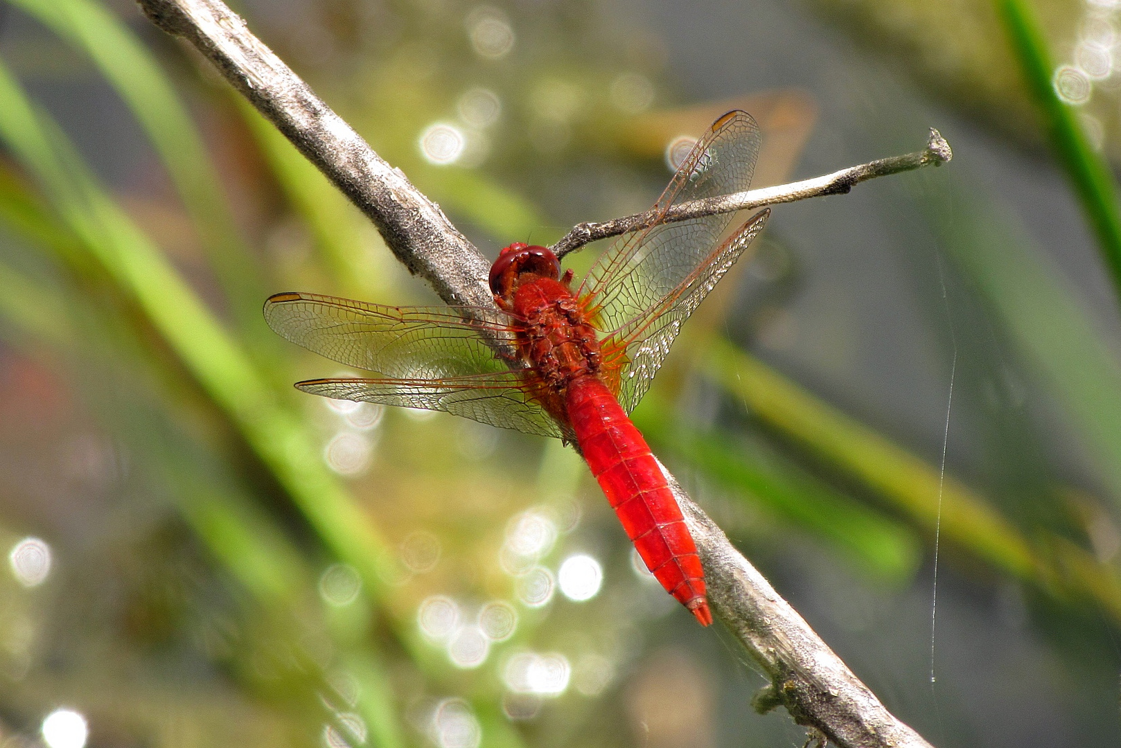 Männchen der Feuerlibelle (Crocothemis erythraea) 