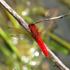 Männchen der Feuerlibelle (Crocothemis erythraea) 