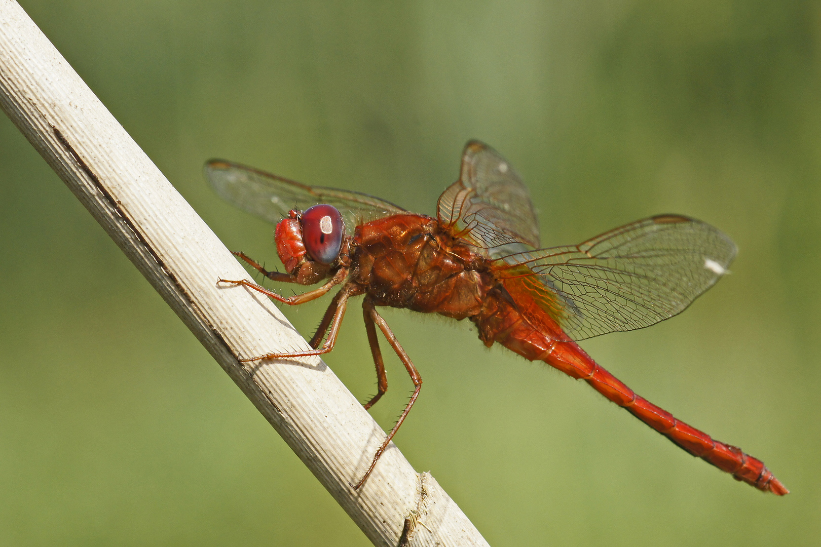 Männchen der Feuerlibelle (Crocothemis erythraea)