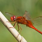 Männchen der Feuerlibelle (Crocothemis erythraea)