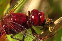 Männchen der Feuerlibellen beim Fressen