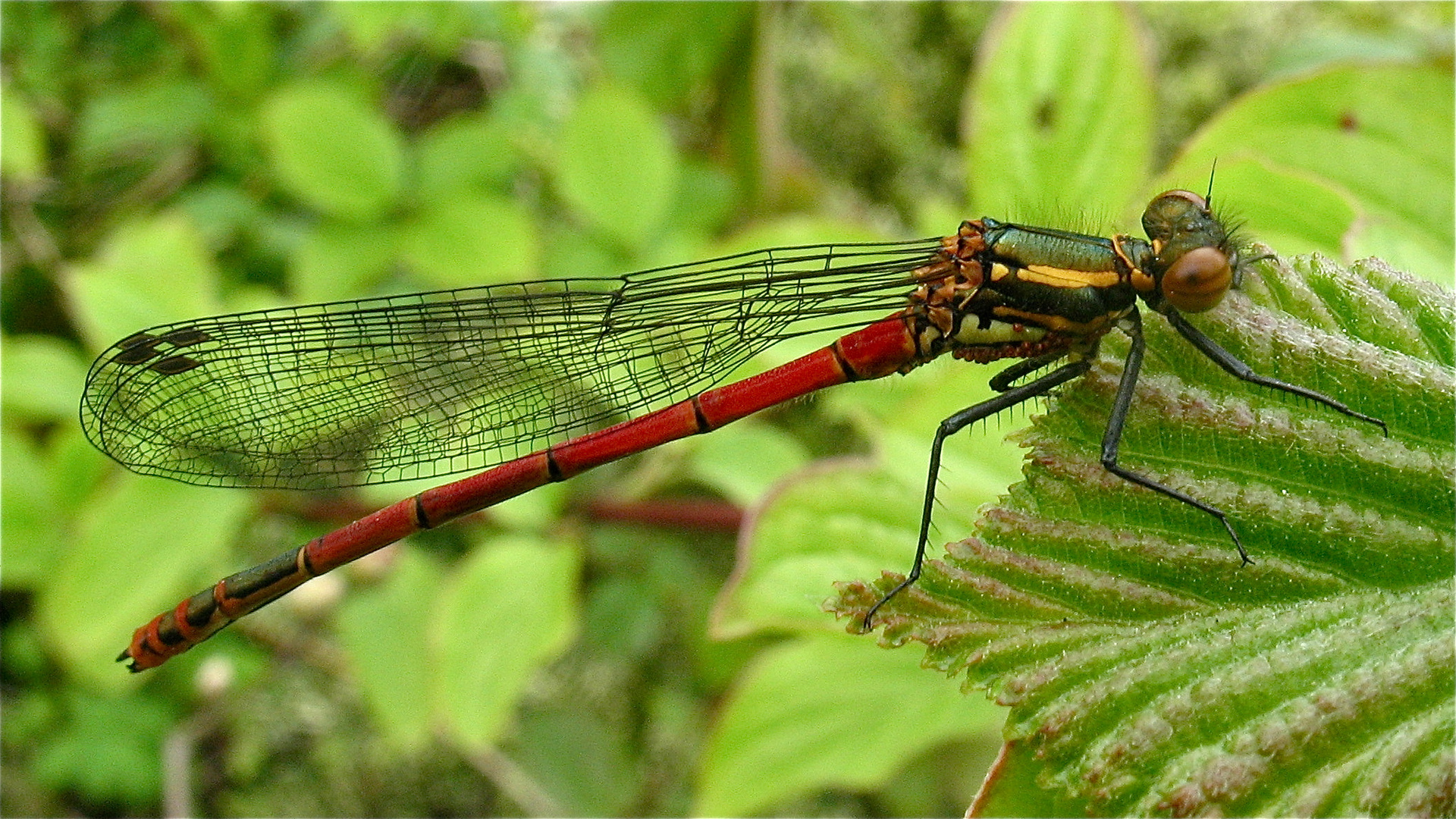 Männchen der Frühen Adonislibelle (Pyrrhosoma nymphula), Düsseldorf, 23.4.2012