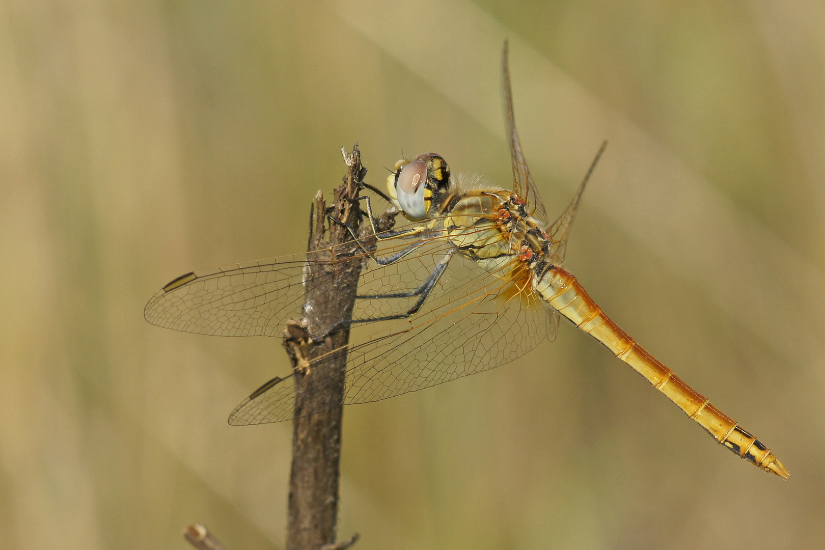 Männchen der Frühen Heidelibelle (Sympetrum fonscolombii)