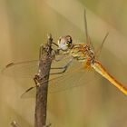 Männchen der Frühen Heidelibelle (Sympetrum fonscolombii)